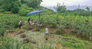 重庆璧山：青花椒产业助力群众增收