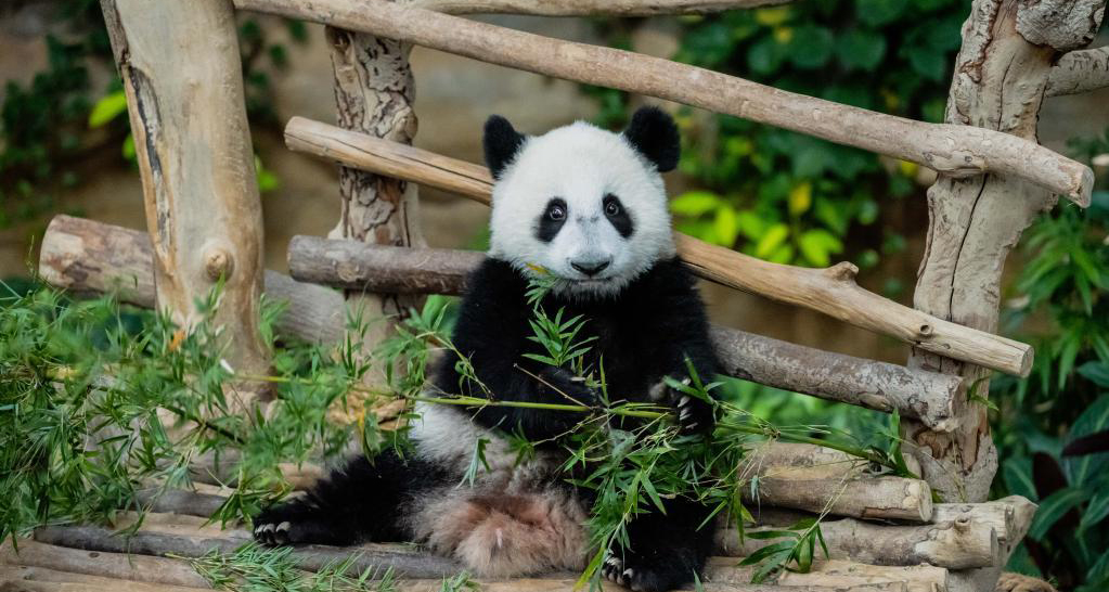 中国旅马大熊猫靓靓的第3只宝宝取名升谊