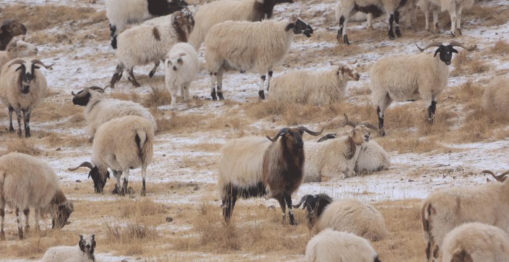 甘肃多地迎来首场春雪