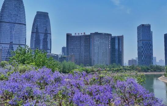 蓝花楹绽放 定格成都初夏浪漫